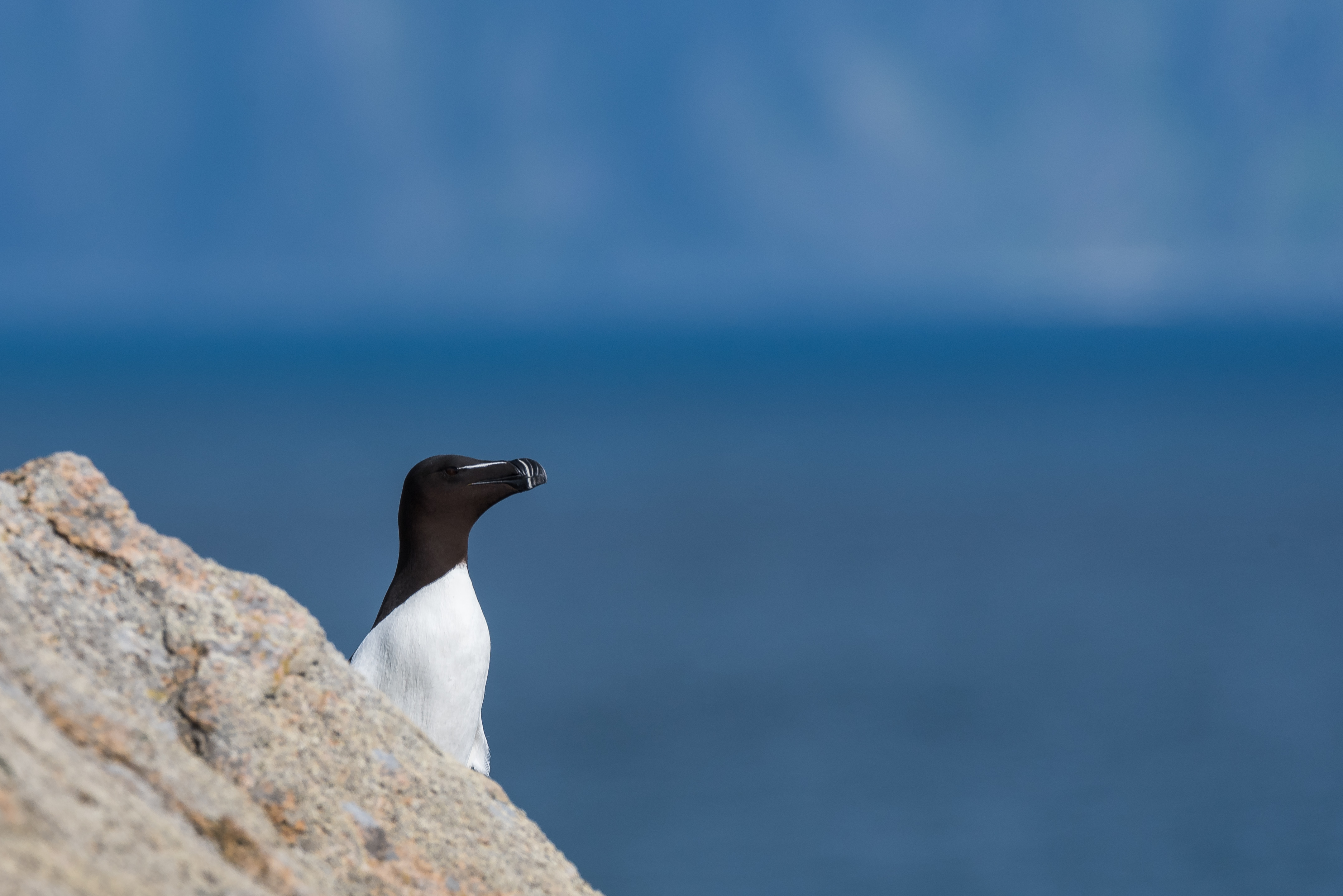 Razorbill 